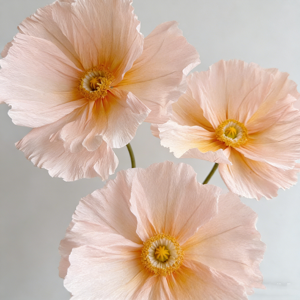 Bomng Ethereal Crepe Paper Poppy Art Installation