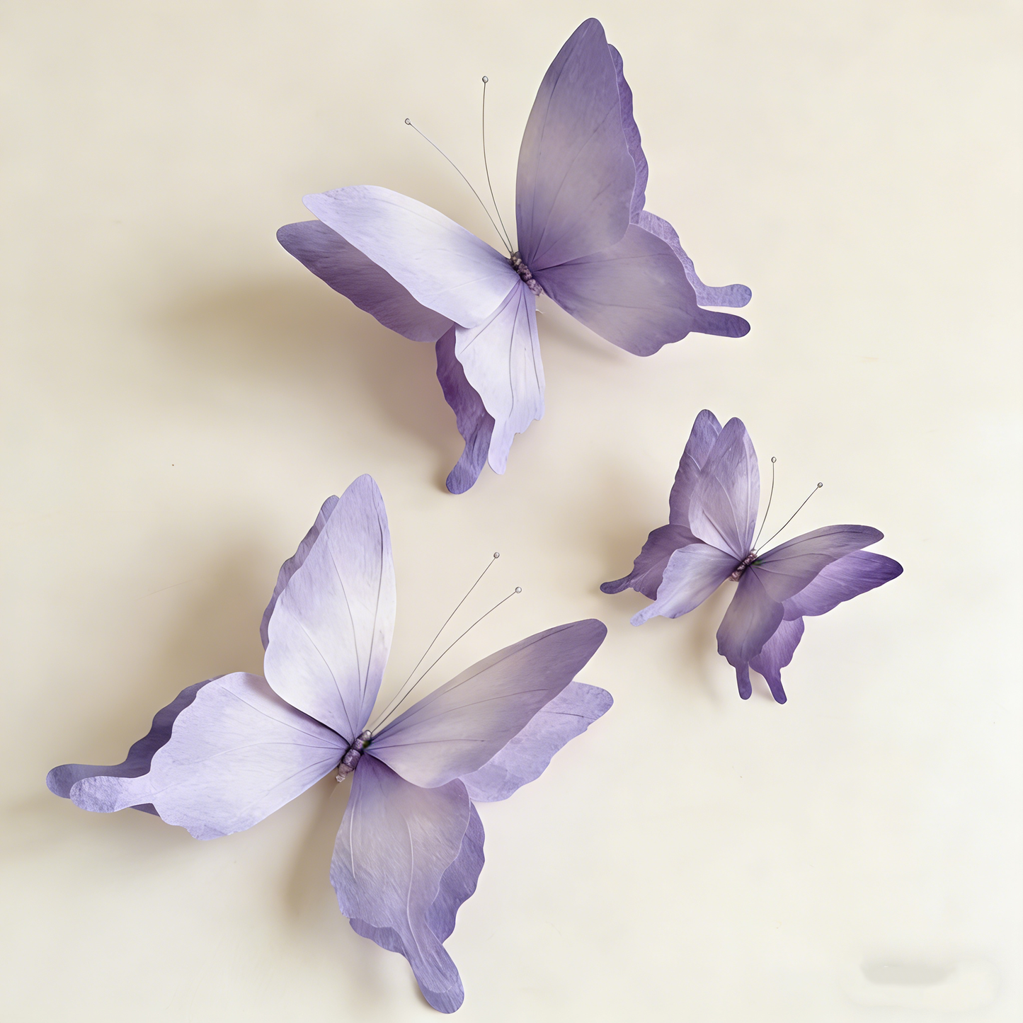 Bomng Papillon Flutter Art Accent